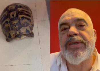 Historia që pak e dinë, ja pse Edi Rama mban breshka në zyrë (VIDEO)