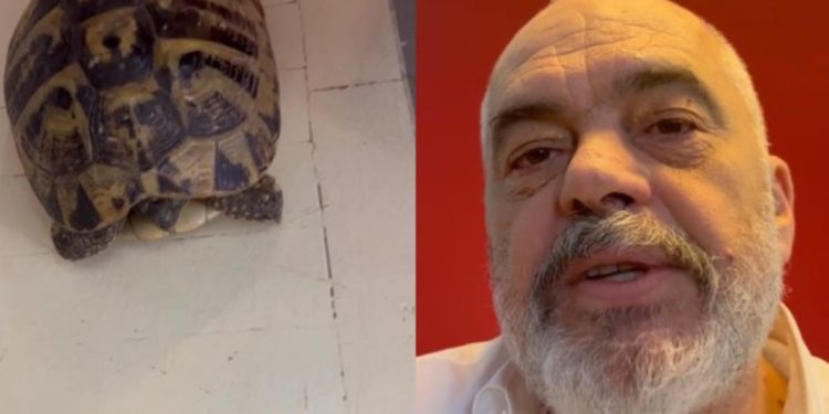 Historia që pak e dinë, ja pse Edi Rama mban breshka në zyrë (VIDEO)