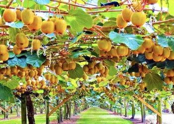 Policia greke kap 3 çanta me kanabis në kufi, dy shqiptarë në pranga