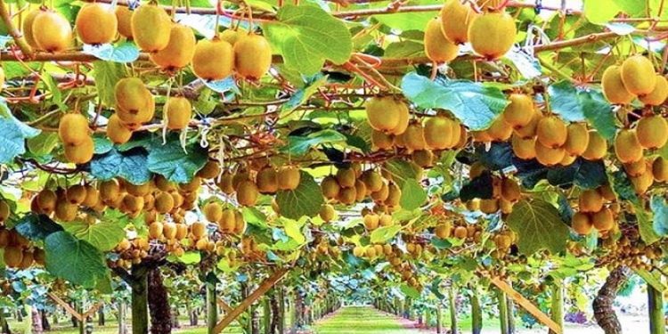 Policia greke kap 3 çanta me kanabis në kufi, dy shqiptarë në pranga