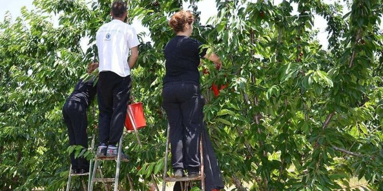 Shqiptarët braktisin Greqinë për punët sezonale, pronarët rrisin pagesat për të afruar krahun e punës