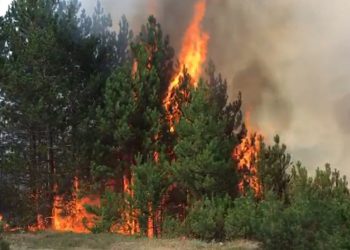 Himarë, zarr i madh në Nivicë