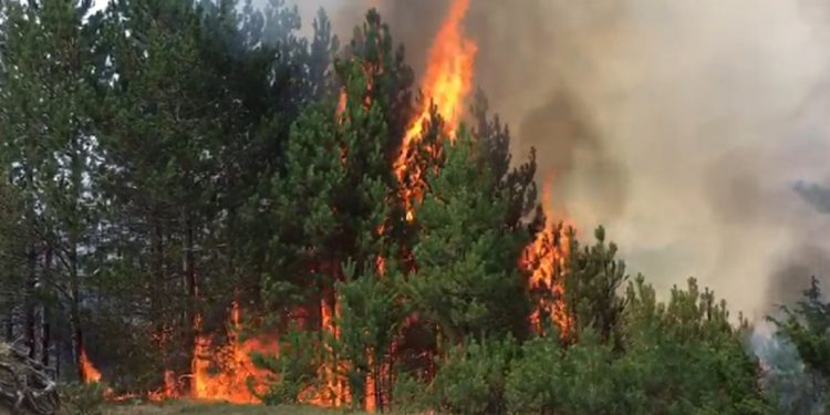 Himarë, zarr i madh në Nivicë