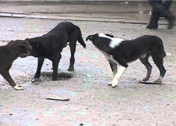 Gjirokastër, gruaja sulmohet nga një qen rrugësh, me urgjencë në gjendje të keqe drejt Tiranës