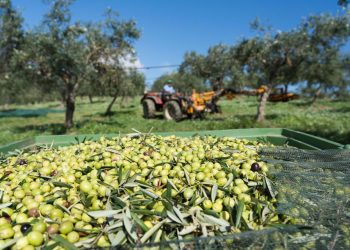Ndryshimi i klimës rrezikon ullinjtë në Greqi