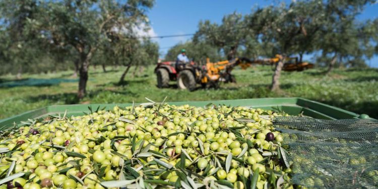 Ndryshimi i klimës rrezikon ullinjtë në Greqi