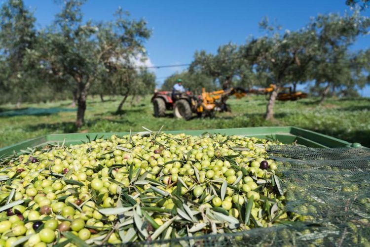 Ndryshimi i klimës rrezikon ullinjtë në Greqi