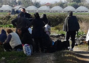 Detaje nga “Lazarati” i Beratit, 80 gra punonin në serrat me kanabis, paguheshin 50 mijë lekë