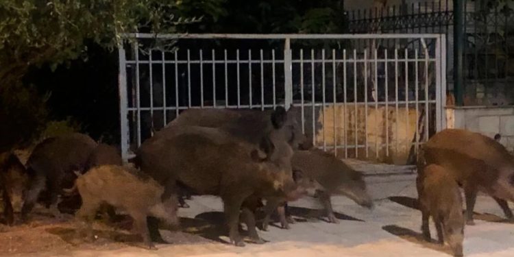 Derrat e egër “tmerrojnë” grekët, vizita të papritura në lagjet e Athinës