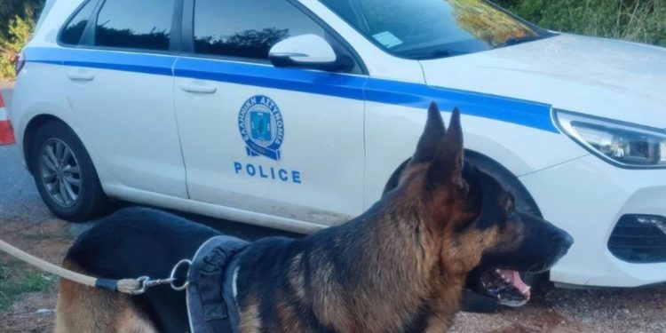 Punonte në vjeljen e ullinjve, identifikohet shqiptari i vrarë dhe groposur në Greqi (Emri)