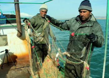 Shqipëria në krizë për punëtorë: U jepen leje pune mbi 5000 të huajve