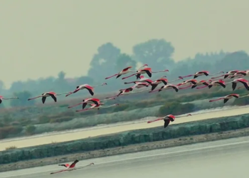 Komitet i Konventës së Bernës kërkon pezullimin e punimeve për aeroportin e Vlorës