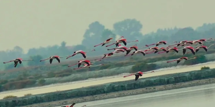 Komitet i Konventës së Bernës kërkon pezullimin e punimeve për aeroportin e Vlorës
