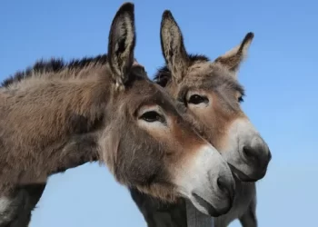 Si gomerët ndryshuan kursin e historisë njerëzore