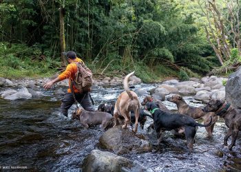 3 lushnjarët “trima” gjuanin pa leje në Gjirokastër, ndalohen nga policia