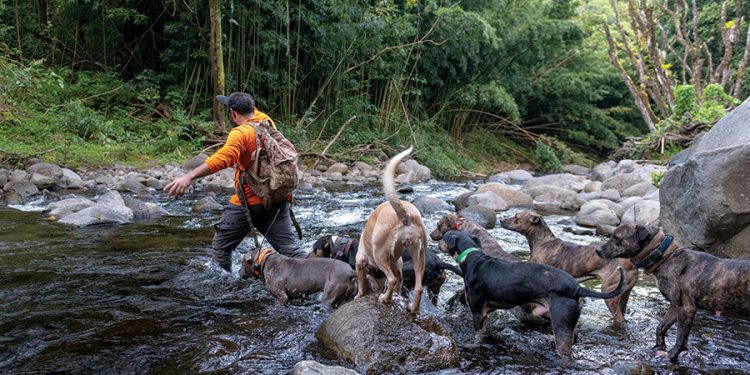 3 lushnjarët “trima” gjuanin pa leje në Gjirokastër, ndalohen nga policia