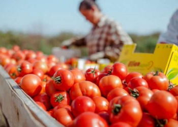 Rama: Në 2022-in arritëm rekord për eksportet bujqësore