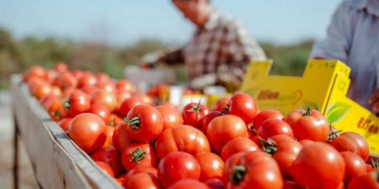 Rama: Në 2022-in arritëm rekord për eksportet bujqësore