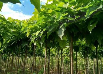 “Skifterët” shqiptarë vjedhin fidanishten në Itali