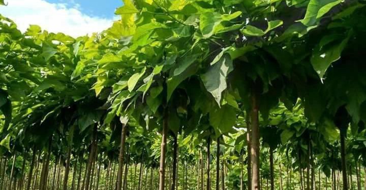 “Skifterët” shqiptarë vjedhin fidanishten në Itali