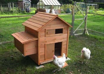 Shkoi të vidhte pulat, pronari i shtëpisë dhunon keq hajdutin