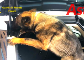 Qeni ‘merr në qafë’ shqiptaren në Itali, i gjejnë 350 mijë euro drogë në makinë