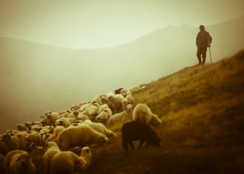 Dy persona tentojnë të vrasin çobanin në mal, ja si i shpëtoi plumbave 36-vjeçari