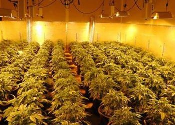 Angli/ Bosi shqiptar i shtëpive të barit tenton bllokimin e dëbimit në Shqipëri