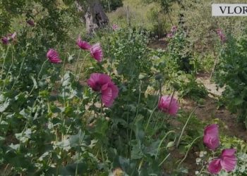 U arrestua për kultivim opiumi, mësuesi nga Vlora: E përdorim për të gatuar, nuk e dija ca ishte! Mbin vetë në fshat