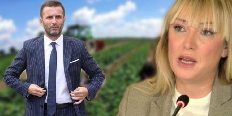Karkaleci dëmton të mbjellat, Braçe sulmon Ministrinë e Bujqësisë: Një ministër, tre zv/ ministra e drejtorë pa hesap as e prishën terezinë