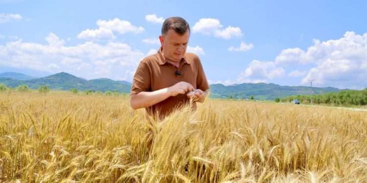 taulant balla, kryetar koperative, gruri, drithi, partia