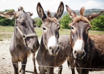Në Shqipëri po zhduken lopët dhe delet, rezistojnë gomerët, derrat dhe qentë