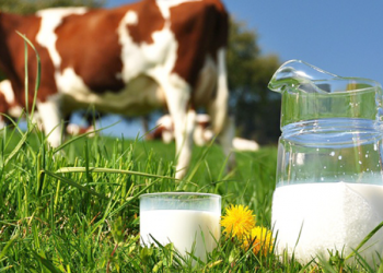 qumesht, loppa, shqiperia, konsumi