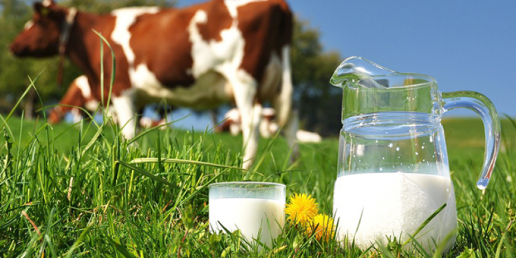 qumesht, loppa, shqiperia, konsumi