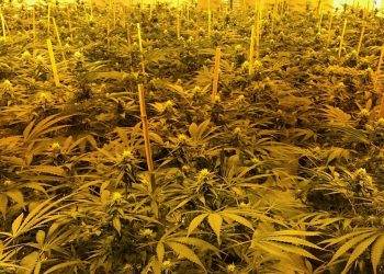 Kultivoi kanabis në vilë, arrestohet i riu shqiptar në Britani (Emri)