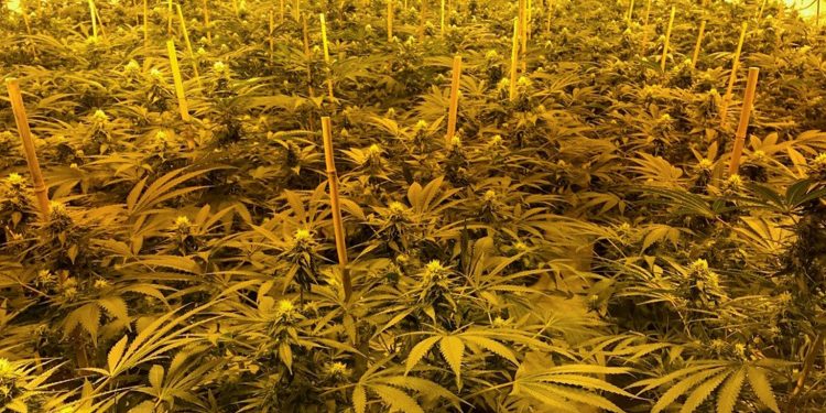 Kultivoi kanabis në vilë, arrestohet i riu shqiptar në Britani (Emri)