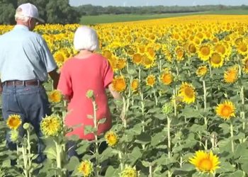 Burri mbjell plot 1.2 milionë luledielli për të surprizuar gruan e vet