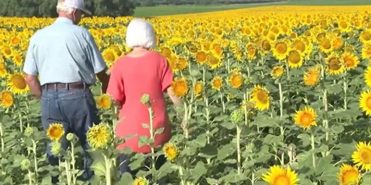 Burri mbjell plot 1.2 milionë luledielli për të surprizuar gruan e vet