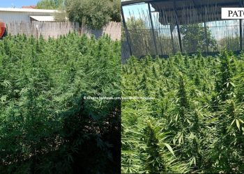 Oborri i shtëpisë si parcelë me drogë, babë e bir vihen në pranga