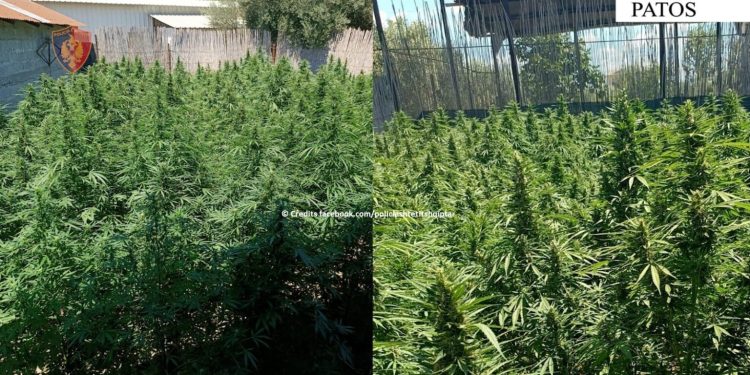 Oborri i shtëpisë si parcelë me drogë, babë e bir vihen në pranga