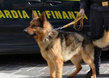 Qeni antidrogë i bën “gjëmën” shqiptarit në Itali