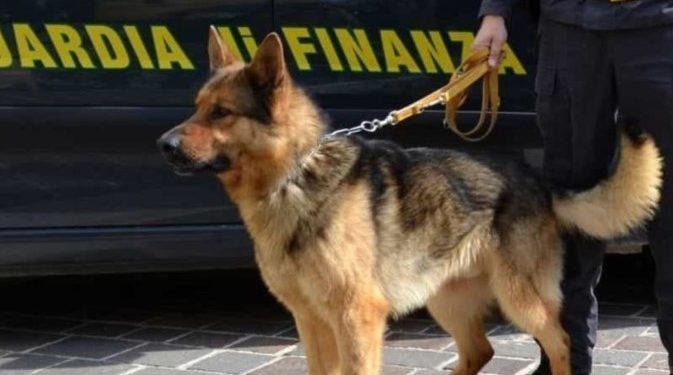 Qeni antidrogë i bën “gjëmën” shqiptarit në Itali