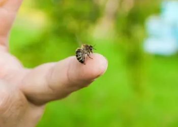 gramsh, bleta, pickim, ngjarje e rende