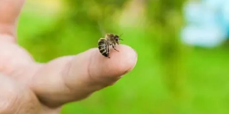 gramsh, bleta, pickim, ngjarje e rende