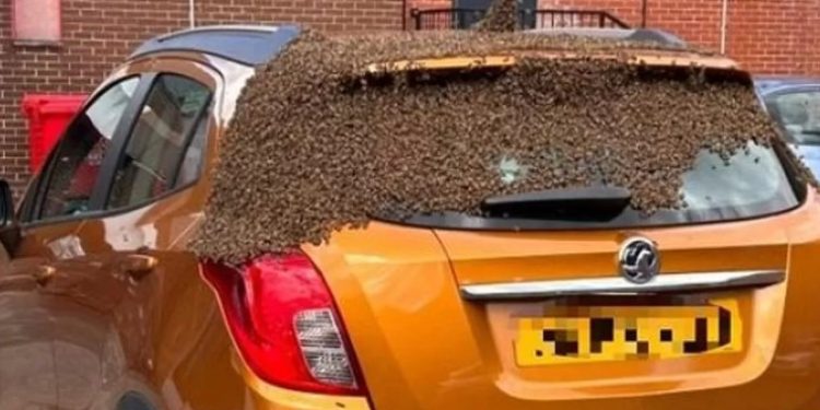 Kërkon makinën në parking, e gjen të mbuluar nga 30 mijë bletë