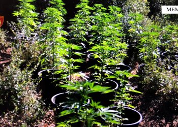 Zbulohet parcela me kanabis në Memaliaj, e pëson kryeplaku i fshatit (FOTO)