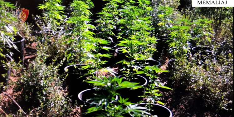 Zbulohet parcela me kanabis në Memaliaj, e pëson kryeplaku i fshatit (FOTO)