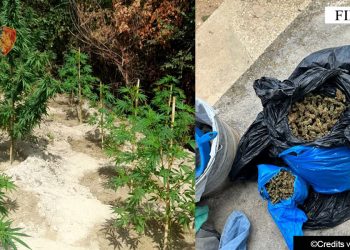 Kishte kultivuar 1.7 kg kanabis, arrestohet 41-vjeçari (Emri)