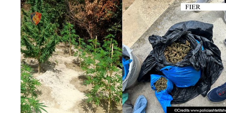 Kishte kultivuar 1.7 kg kanabis, arrestohet 41-vjeçari (Emri)
