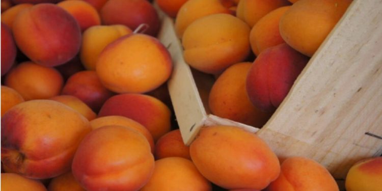 7 ushqimet që kanë më shumë kalium se bananet